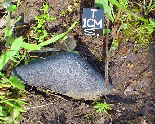 Sutter's Mill meteorite