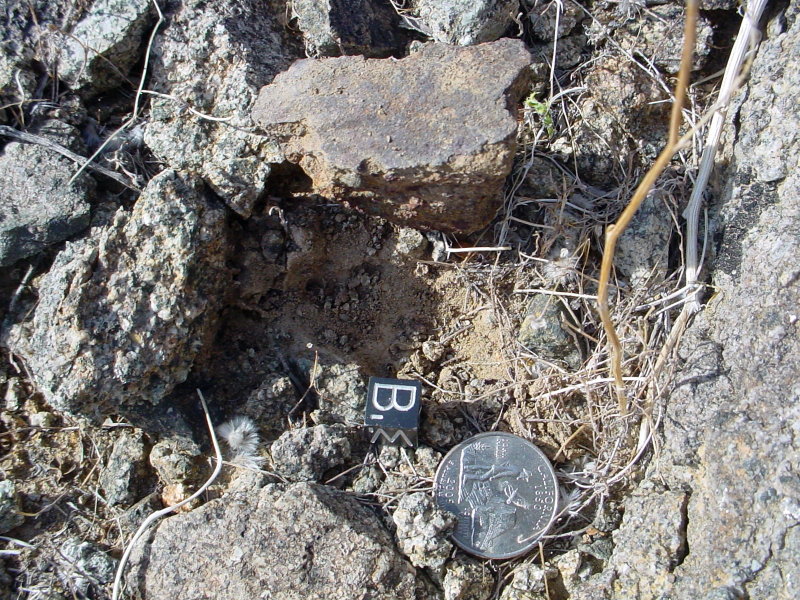 in-situ of SBW(c) fragment